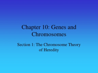 Chapter 10: Genes and Chromosomes