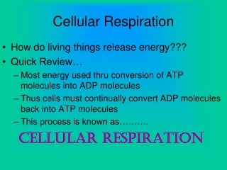 Cellular Respiration