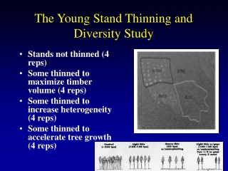 The Young Stand Thinning and Diversity Study