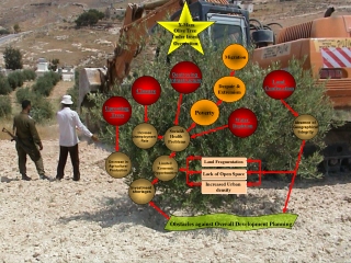 X-Mass Olive Tree  Under Israeli  Occupation