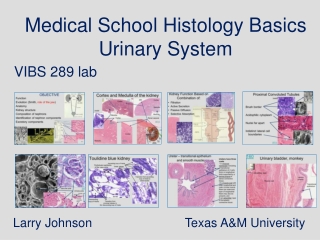 Medical School Histology Basics Urinary System