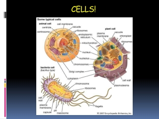 CELLS!