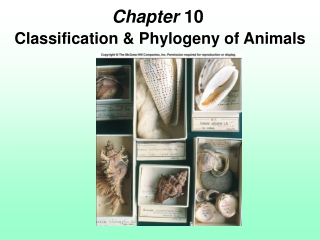 Chapter  10	 Classification &amp; Phylogeny of Animals