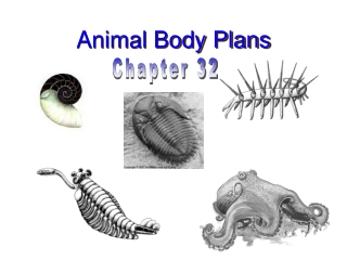 Animal Body Plans