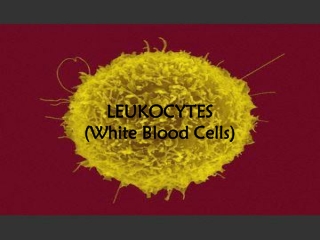 LEUKOCYTES (White Blood Cells)