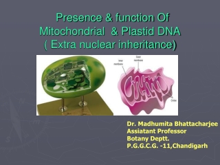 Presence &amp; function Of Mitochondrial  &amp; Plastid DNA ( Extra nuclear inheritance)