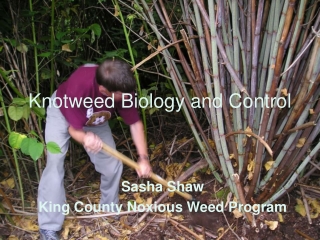 Knotweed Biology and Control