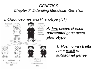 GENETICS Chapter 7: Extending Mendelian Genetics I. Chromosomes and Phenotype (7.1)