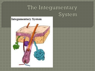 The Integumentary System