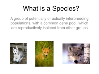 What is a Species?