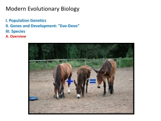 Modern Evolutionary Biology  I. Population Genetics II. Genes and Development: &quot;Evo-Devo&quot;