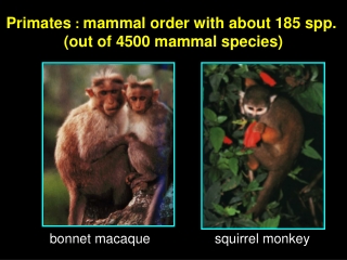 Primates  :  mammal order with about 185 spp.  (out of 4500 mammal species)