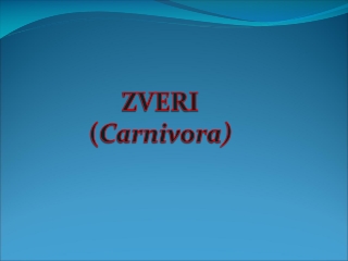 ZVERI ( Carnivora )