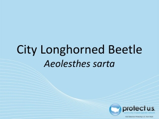 City Longhorned Beetle Aeolesthes sarta