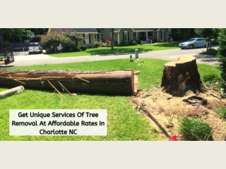 Get Unique Services Of Tree Removal At Affordable Rates In Charlotte NC