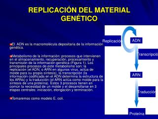 REPLICACIÓN DEL MATERIAL GENÉTICO