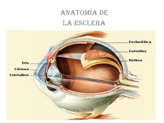 Anatomía de la esclera