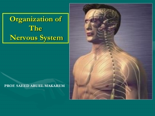 Organization of The  Nervous System