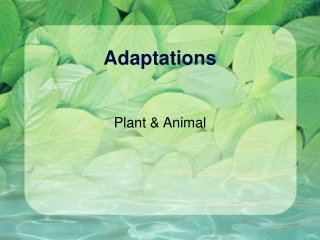 Adaptations