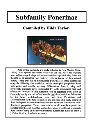 Subfamily Ponerinae