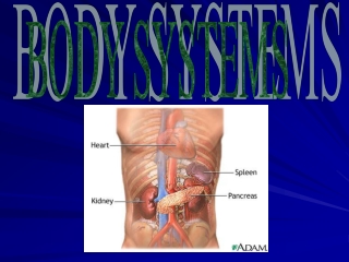 BODY SYSTEMS