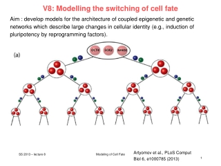 V8: Modelling the switching of cell fate