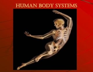 Human Body Systems