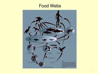 Food Webs