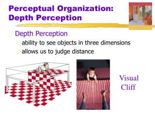 Perceptual Organization: Depth Perception