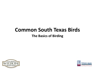 Common South Texas Birds