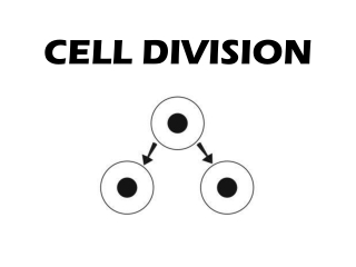 CELL DIVISION