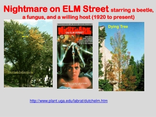 Nightmare on ELM Street  starring a beetle,  a fungus, and a willing host (1920 to present)