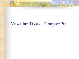 Vascular Tissue- Chapter 20