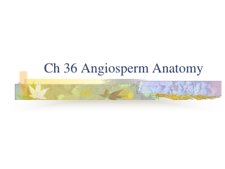 Ch 36 Angiosperm Anatomy