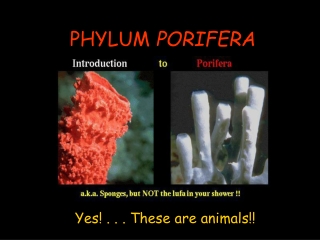 PHYLUM  PORIFERA