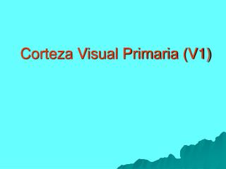 Corteza Visual Primaria (V1)