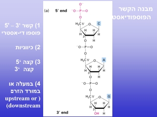 מבנה הקשר  הפוספודיאסטרי