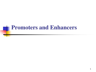 Promoters and Enhancers