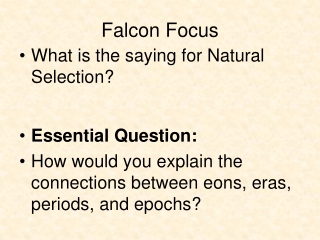 Falcon Focus