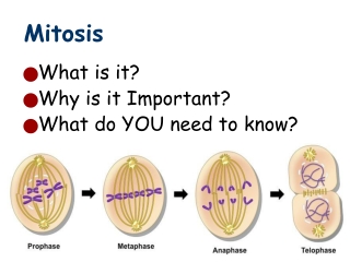 Mitosis