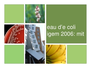 eau d ’ e coli igem 2006: mit