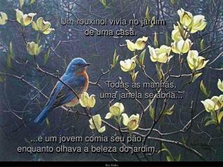 Um rouxinol vivia no jardim de uma casa.