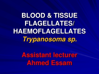 BLOOD &amp; TISSUE FLAGELLATES/ HAEMOFLAGELLATES Trypanosoma sp. Assistant lecturer Ahmed  Essam