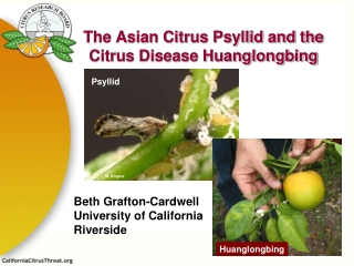 The Asian Citrus Psyllid and the Citrus Disease Huanglongbing