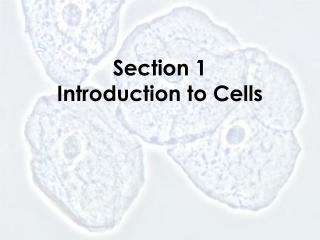 Section 1 Introduction to Cells