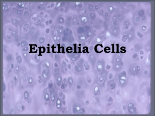 Epithelia Cells