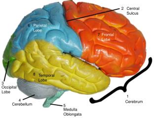 Cerebrum