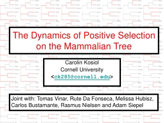 The Dynamics of Positive Selection on the Mammalian Tree