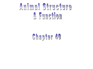Animal Structure