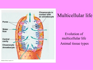 Multicellular life